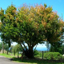 What does a fiddlewood tree look like? Are they trees native to Australia? How fast and how big do they grow?