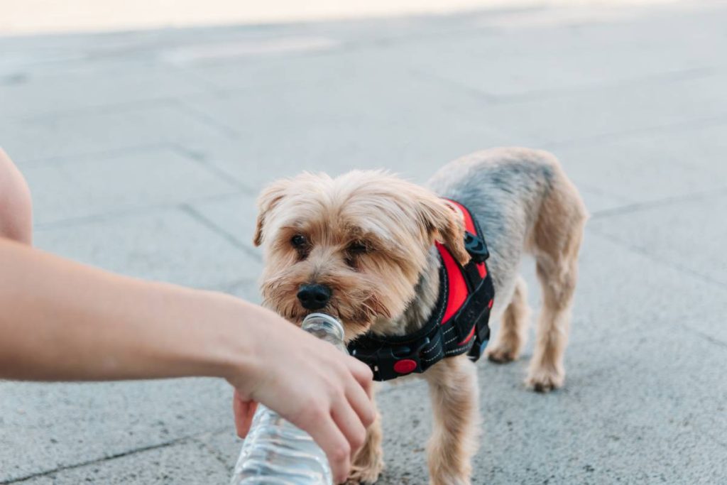 Happy dog drinking water from bottle and woman's hand. hydration concept in the heat wave