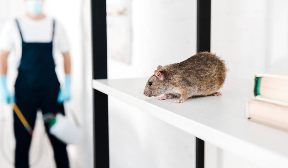 selective focus of small rat near exterminator holding toxic equipment