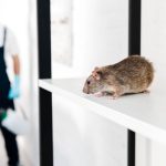 selective focus of small rat near exterminator holding toxic equipment