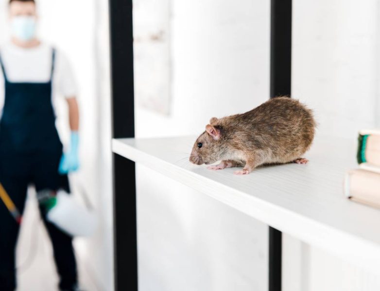 selective focus of small rat near exterminator holding toxic equipment