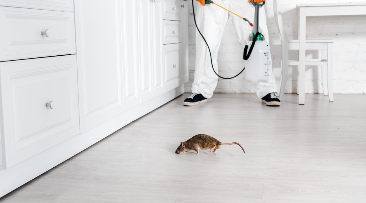 cropped view of exterminator with toxic spray in hand standing near rat on floor