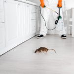 cropped view of exterminator with toxic spray in hand standing near rat on floor