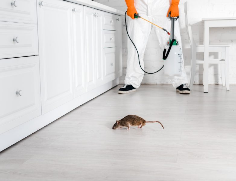 cropped view of exterminator with toxic spray in hand standing near rat on floor