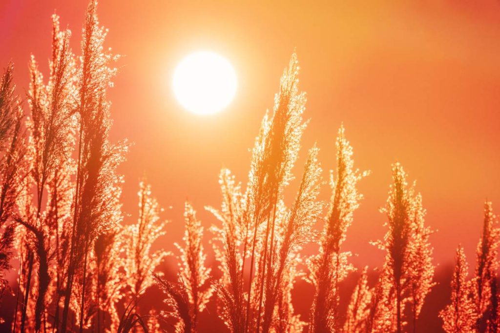 Grass Illuminated By Sun. Dusk Time. Dry Grass In Sunset Sunlight. Beautiful Plant On Sunrise Sky Background. Nature At Sunrise. Golden Summer Sunset.