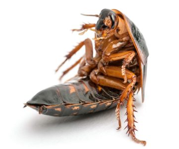 Cockroach