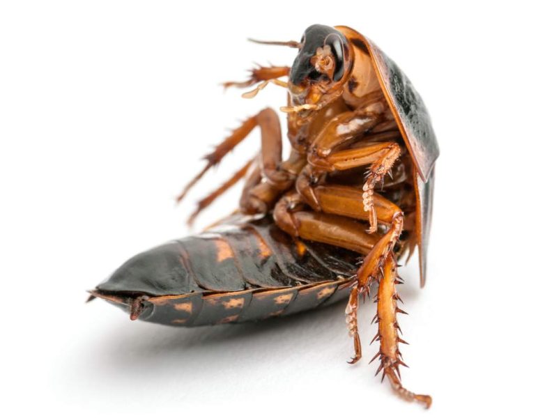 Cockroach