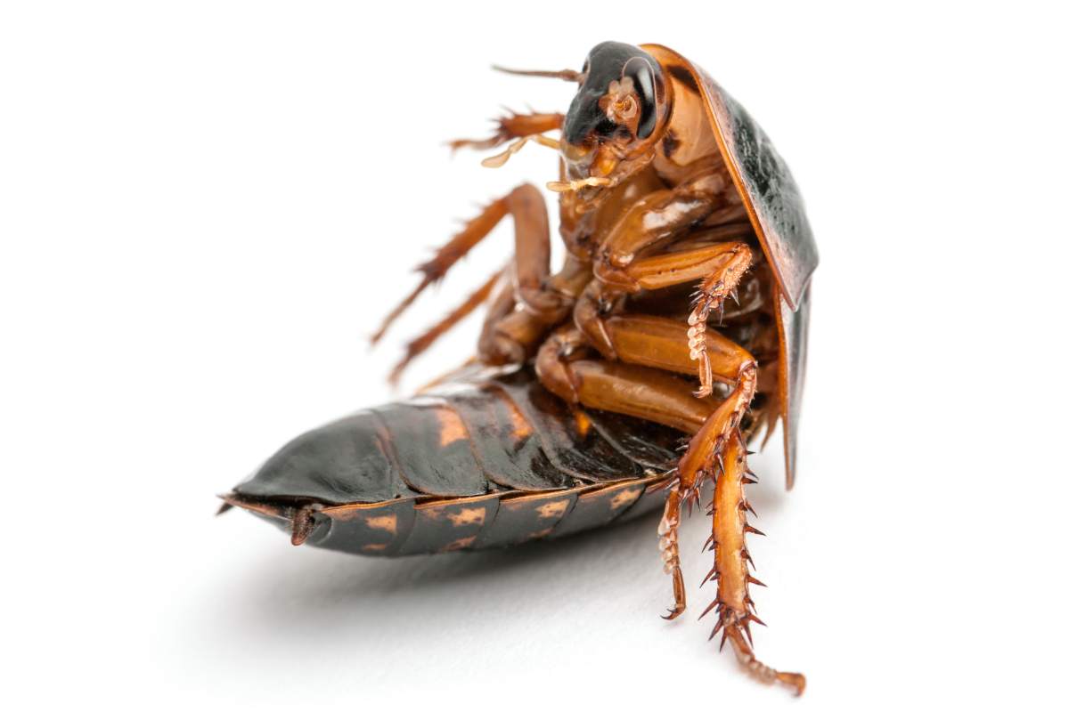 Cockroach